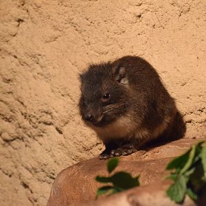 Southern tree hyrax