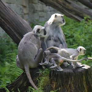 Grey langurs