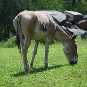 Persian onager