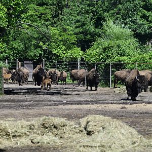Bison Range - American Bison (Bison bison)