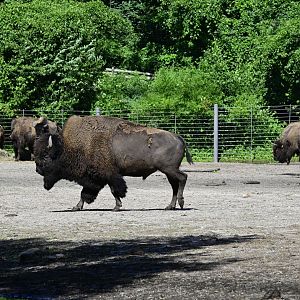Bison Range - American Bison (Bison bison)