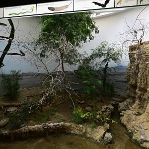 World of Birds - Bee-eater Exhibit