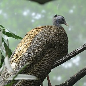 World of Birds - Great Argus (Argusianus argus)