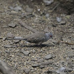 World of Birds - Diamond Dove (Geopelia cuneata)
