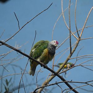 World of Birds - Mariana Fruit Dove (Ptilinopus roseicapilla)