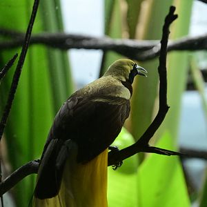 World of Birds - Lesser Bird-of-Paradise (Paradisaea minor)
