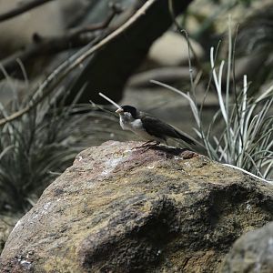 World of Birds - Black-capped Social-Weaver (Pseudonigrita cabanisi)