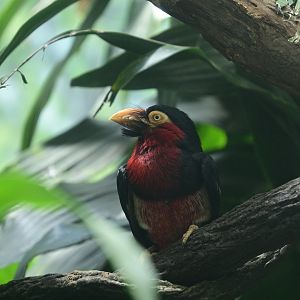World of Birds - Bearded Barbet (Pogonornis dubius)