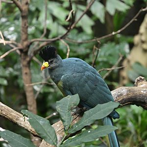 World of Birds - Great Blue Turaco (Corythaeola cristata)