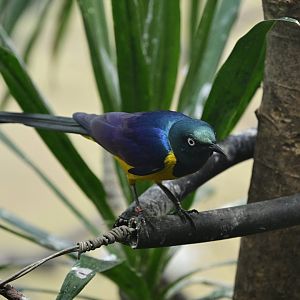 World of Birds - Golden-breasted Starling (Lamprotornis regius)