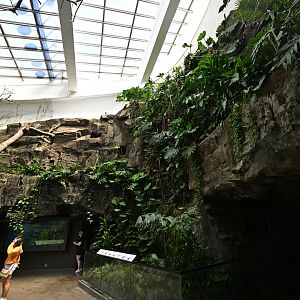 World of Birds - Rain Forest Exhibit Rockwork