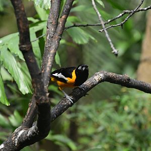 World of Birds - Venezuelan Troupial (Icterus icterus)