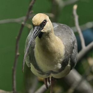 World of Birds - Black-faced Ibis (Theristicus melanopis)
