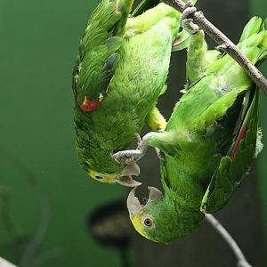World of Birds - Yellow-headed Amazons (Amazona oratrix)
