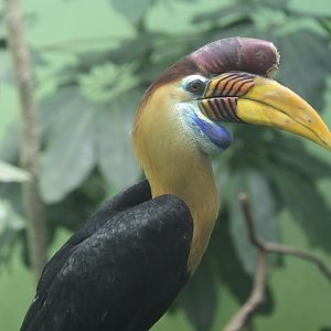 World of Birds - Knobbed Hornbill (Rhyticeros cassidix)