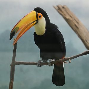 World of Birds - Toco Toucan (Ramphastos toco)