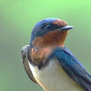 Barn swallow