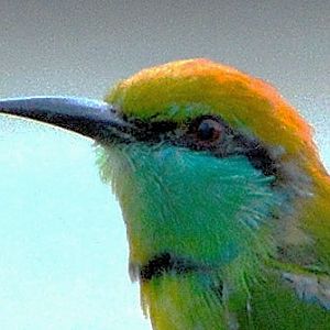 Green bee-eater