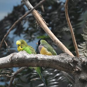 World of Birds - Budgerigar (Melopsittacus undulatus) and Gouldian Finch (Chloebia gouldiae)