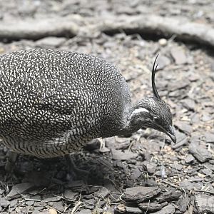 World of Birds - Elegant Crested-Tinamou (Eudromia elegans)