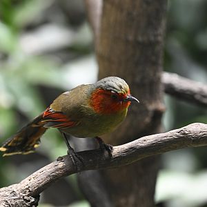 World of Birds - Scarlet-faced Liocichla (Liocichla ripponi)