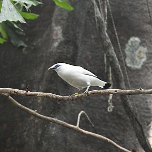 World of Birds - Bali Myna (Leucopsar rothschildi)