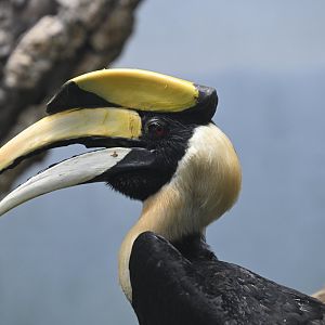 World of Birds - Great Hornbill (Buceros bicornis)