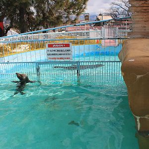 Californian Sealion pool, Joyama Zoo