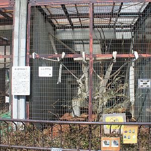 Lion-tailed Macaque cage, Joyama Zoo