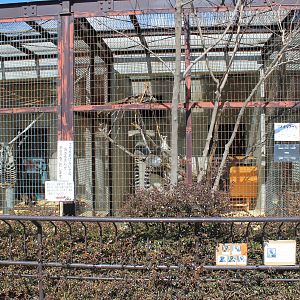 Rng-tailed Lemur cage, Joyama Zoo