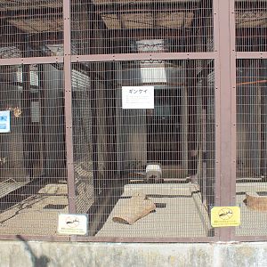 Pheasant aviaries, Joyama Zoo