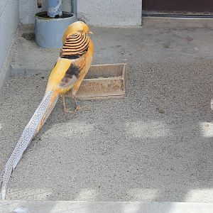 Golden Pheasant mutation, Joyama Zoo