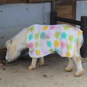 Miniature Horse, Joyama Zoo