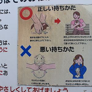 Guinea Pig handling, Joyama Zoo