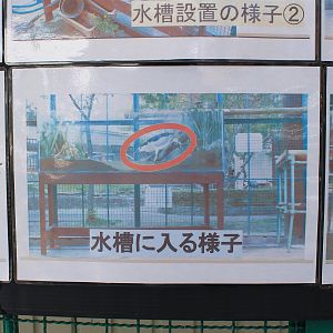 Night Heron feeding detail, Joyama Zoo
