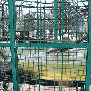 Night Heron feeding tank, Joyama Zoo