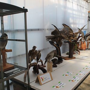 Bird of Prey display, Joyama Zoo