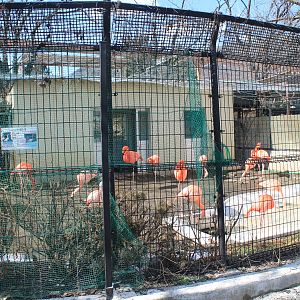 Flamingos, Joyama Zoo