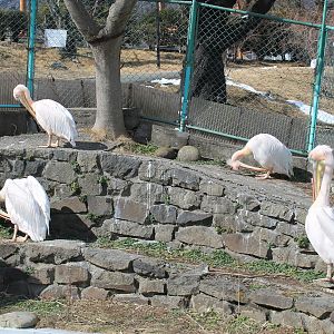 Great White Pelicans, Joyama Zoo