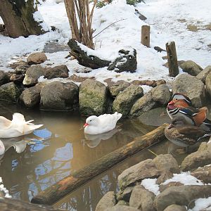 Mandarin Ducks, Joyama Zoo