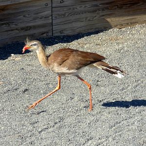 Red-legged seriema (Cariama cristata)