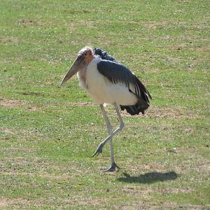 Marabou stork (Leptoptilos crumenifer)