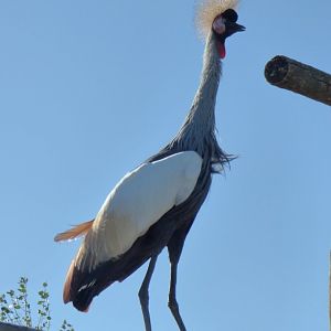 Grey crowned crane (Balearica regulorum)