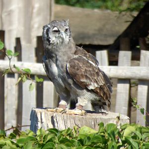 Verreaux's eagle-owl (Ketupa lactea)
