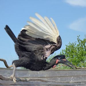 Abyssinian ground hornbill (Bucorvus abyssinicus)