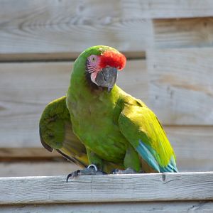 Military macaw (Ara militaris)