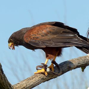 Harris's hawk (Parabuteo unicinctus)