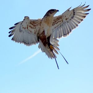 Ferruginous hawk (Buteo regalis)