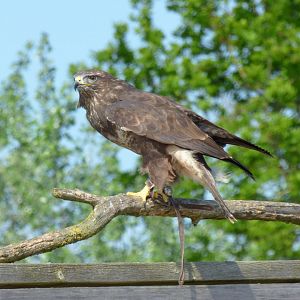 Common buzzard (Buteo buteo)