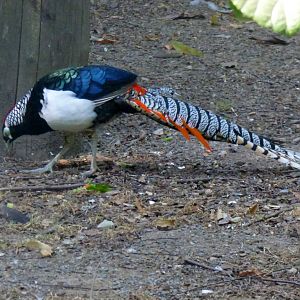 Lady Amherst's pheasant (Chrysolophus amherstiae)